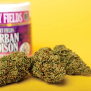 Durban Poison strain in Australia